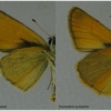 thym lineola male2 volg